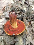Boletus luridiformis image