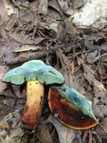 Boletus luridiformis image