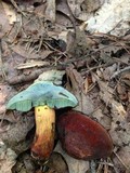 Boletus luridiformis image