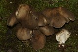 Megacollybia rodmani image