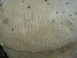 Amanita velatipes image