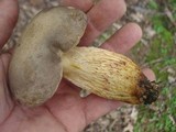 Retiboletus griseus image