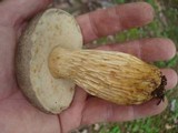 Retiboletus griseus image