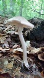 Amanita submaculata image