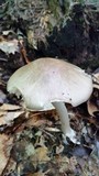 Amanita submaculata image