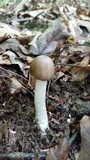 Amanita submaculata image