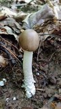 Amanita submaculata image