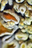 Xanthoria tenax image