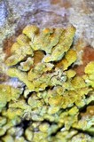 Xanthoria tenax image