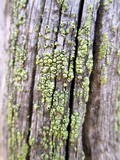 Cyphelium tigillare image