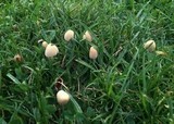 Conocybe apala image