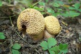 Amanita flavorubens image