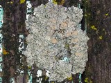 Lecanora muralis image