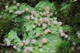 Baeomyces heteromorphus image