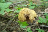Amanita flavorubens image