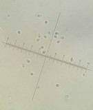 Callistosporium luteo-olivaceum image