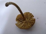 Callistosporium luteo-olivaceum image