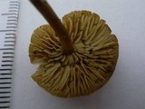 Callistosporium luteo-olivaceum image