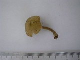Callistosporium luteo-olivaceum image