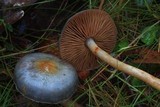 Cortinarius rotundisporus image