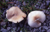 Pluteus petasatus image
