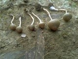 Psilocybe tasmaniana image
