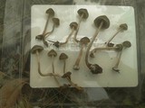 Psilocybe tasmaniana image