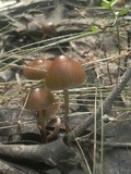 Psilocybe tasmaniana image