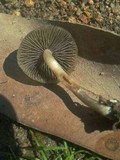 Psilocybe tasmaniana image
