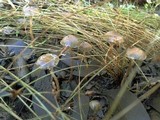 Psilocybe tasmaniana image