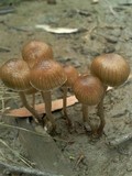 Psilocybe tasmaniana image