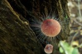 Spinellus fusiger image