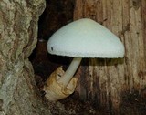 Volvariella bombycina image