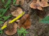 Lactarius peckii image