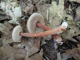 Austroboletus gracilis image