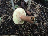 Imleria badia image