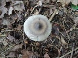 Amanita sect. Vaginatae image