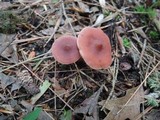 Lactarius camphoratus image