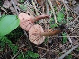 Lactarius camphoratus image