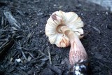 Leucoagaricus americanus image