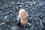 Leucoagaricus americanus image