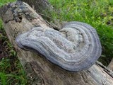 Fomes fasciatus image