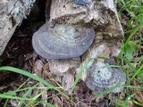 Fomes fasciatus image