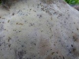 Fomes fasciatus image
