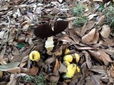 Agaricus auricolor image