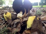 Agaricus auricolor image