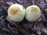 Agaricus auricolor image