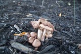 Leucoagaricus americanus image