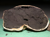 Scleroderma bovista image