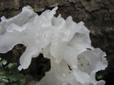 Tremella fuciformis image